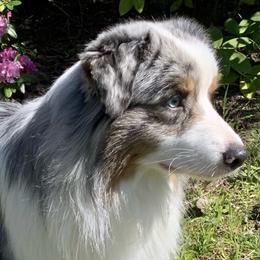 Cash - Australian Shepherd