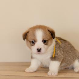 Yellow Collar Female- Goldilocks - Sable female Pembroke Welsh Corgi puppy in Waverly Hall, Georgia from 6g Ranch Corgis