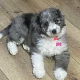 Aussiedoodles, Goldendoodles, and Poodles from High Point Poodles and Doodles