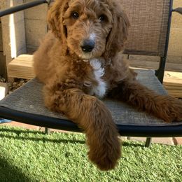 Goldendoodle Puppies from Jude’s Doods