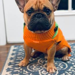 French Bulldog Puppies from Legend French Bulldogs
