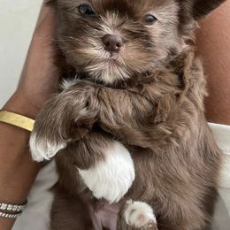 Shih Tzus from Arizona Imperials