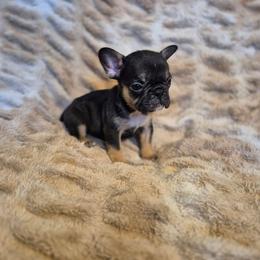 Nova - Black and tan female French Bulldog puppy in Alexander City, Alabama from Lake Martin Fancy Frenchies