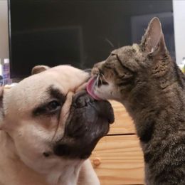 Penny Lane - French Bulldog