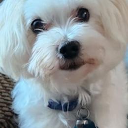 Maltese from Little Lovers Maltese