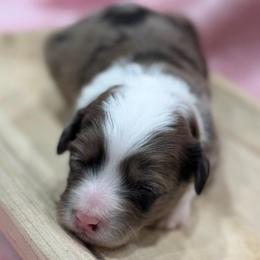 Teal collar toy - Blue merle female Aussiedoodle puppy in 32046, Florida from River Hill Ranch