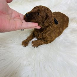 Firefly - Red male Cavapoo puppy in Nixa, Missouri from Davis Family Doodles