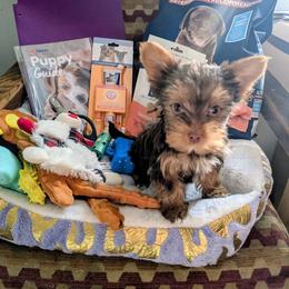 Chocolate and tan girl - Chocolate and tan female Yorkshire Terrier puppy in Odenville, Alabama from Yorkie Prints