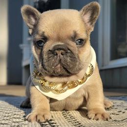 French Bulldog Puppies from Emeraldfrenchies