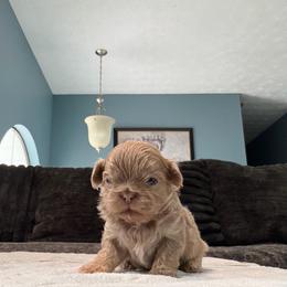 Boy1 - Lilac male Shih Tzu puppy in Union City, Georgia from Chinx Puppy Songs