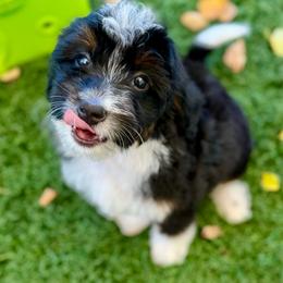 Candy - Tri-color female Bernedoodle puppy in Rose Hill, North Carolina from Red Door Canines