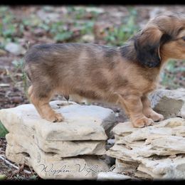 Dachshund and Pug Puppies from Wiggle'n V Ranch