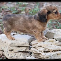 Dachshund and Pug Puppies from Wiggle'n V Ranch