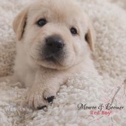 Red boy - Yellow male Labrador Retriever puppy in Nacogdoches, Texas from Westlane Dogs