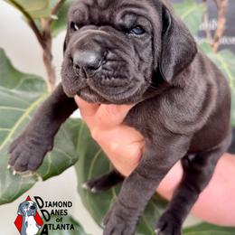 MoonDancer - Black female Great Dane puppy in Woodstock, Georgia from Diamond Danes of Atlanta
