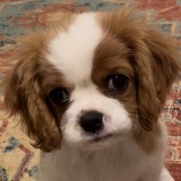 Cavalier King Charles Spaniels from Mayflowers Cavalier Spaniels