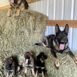 German Shepherd Puppies from Von Overen German Shepherds