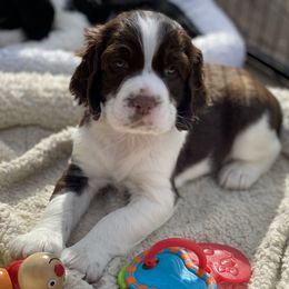 English Springer Spaniel Puppies from Cedarhaven Springers