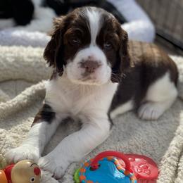 English Springer Spaniel Puppies from Cedarhaven Springers