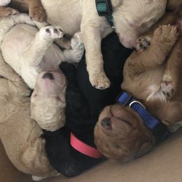 Aussiedoodle, Bernedoodle, and Poodle Puppies from Megan’s Spoiled Standards