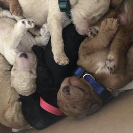 Aussiedoodle, Bernedoodle, and Poodle Puppies from Megan’s Spoiled Standards