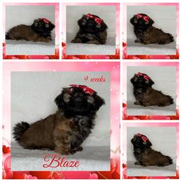 Sugarplum (Blaze) - Sable female Shih Tzu puppy in Yelm, Washington from Lala's All Star Shih Tzu