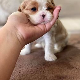 Cavalier King Charles Spaniel Puppies from CK Cavaliers