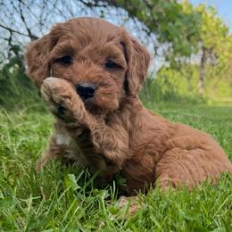 Moose - (Moose Tracks) - White and red male Bordoodle puppy in Canfield, Ohio from Poo's Doo's & Inu's