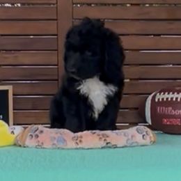 Dodge - Black and white male Sheepadoodle puppy in Glen Rose, Texas from Clevenger’s Sheepadoodle Fur Baby Farm