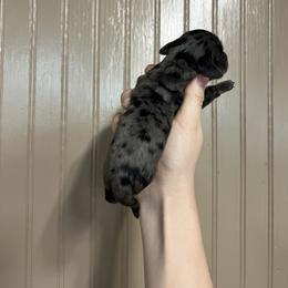 Dapple girl - Dapple female Dachshund puppy in Nashville, Arkansas from Cuddles n Curls