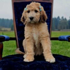 Polly - Merle-sable female Saint Berdoodle puppy in Battle Ground, Washington from Mad Hatter Farms Saint Berdoodles