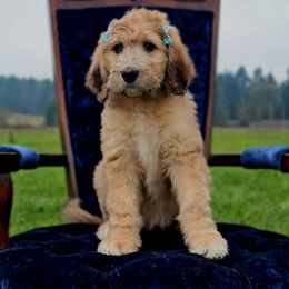Polly - Merle-sable female Saint Berdoodle puppy in Battle Ground, Washington from Mad Hatter Farms Saint Berdoodles