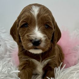 Pink Female - Apricot female Goldendoodle puppy in Great Falls, Montana from Montana Goldendoodles