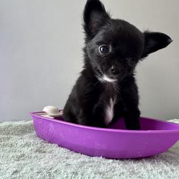 Chihuahua Puppies from KB Chihuahuas