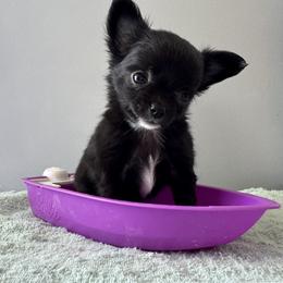 Chihuahua Puppies from KB Chihuahuas