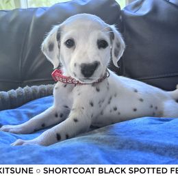 Kitsune - White and black female Dalmatian puppy in Salem, Missouri from Paradise Spots Dalmatians