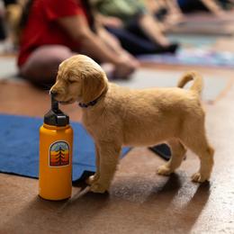 Golden Retriever Puppies from Mountain Reign Golden Retrievers