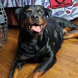 Poodles and Rottweilers from Delovely Standard Poodle’s & Rottweiler’s