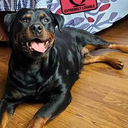 Poodles and Rottweilers from Delovely Standard Poodle’s & Rottweiler’s