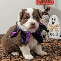 Ginger - Red tri-color female Australian Shepherd puppy in Falcon, Missouri from Edge Farm LLC