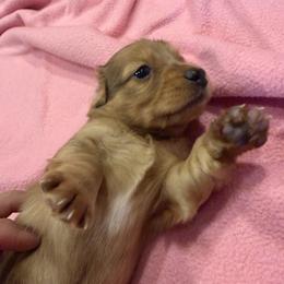 Boy 3 - Dapple male Dachshund puppy in Surprise, Arizona from Mighty Little Dachshunds
