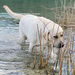 Labrador Retrievers from Rosebank Farm Labradors
