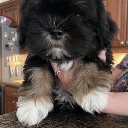 Boy 4 Red - Black male Lhasa Apso puppy in Palm Bay, Florida from Lhasa Apso Doggy Stylez Fl