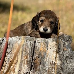 Ranunculus - Cream female Dachshund puppy in Elko, Nevada from Willow Creek Dachshunds, and Collies