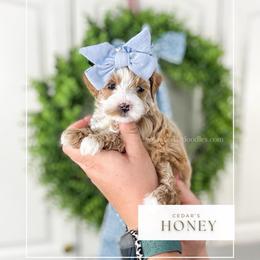 H O N E Y - Red  female Goldendoodle puppy in Cedar City, Utah from Cedar Doodles- Home of the Teddybear Goldendoodle