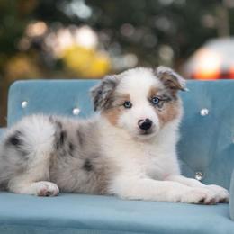 Paisley - Blue merle female Border Collie puppy in Conway, Missouri from 2J 2K Border Collies | Maremma Sheepdogs