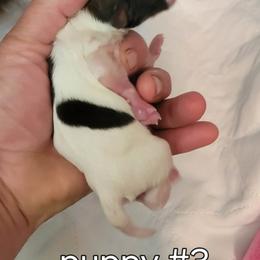 Puppy 3 - White black and tan male Papillon puppy in Conetoe, North Carolina from Southern Belle's Biewer Terriers & Papillons