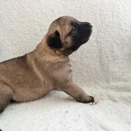 Girl 3 - Fawn female Anatolian Shepherd Dog puppy in Avon Park, Florida from Sandy Pines Homestead