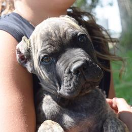 Brindle Male - Black brindle male Cane Corso puppy in Emmett, Idaho from NorthWood’s Cane Corso