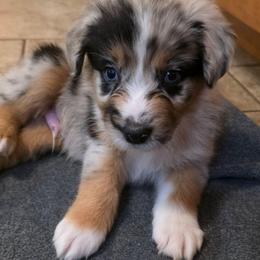 Hudson - Blue merle male Australian Shepherd puppy in Solon, Maine from Mountain Range Australian Shepherds